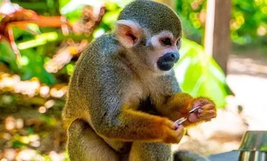 A small squirrel monkey with yellow limbs and a grayish back sits on a wooden rail outdoors during one of the Punta Cana tours. The monkey looks down at its hands, with greenery, sunlight, and a metal bowl beside it.
