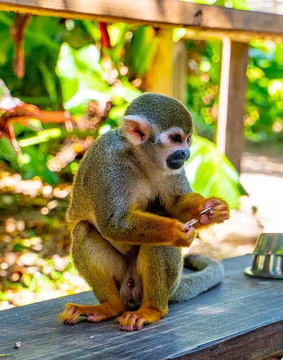 A small squirrel monkey with yellow limbs and a grayish back sits on a wooden rail outdoors during one of the Punta Cana tours. The monkey looks down at its hands, with greenery, sunlight, and a metal bowl beside it.