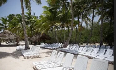 Dozens of empty white lounge chairs line a sandy tropical beach, shaded by tall palm trees. In the background, small thatched huts peek through green foliage. Enjoy this peaceful scene before your best tours with Punta Cana Transfers under a sunny blue sky.