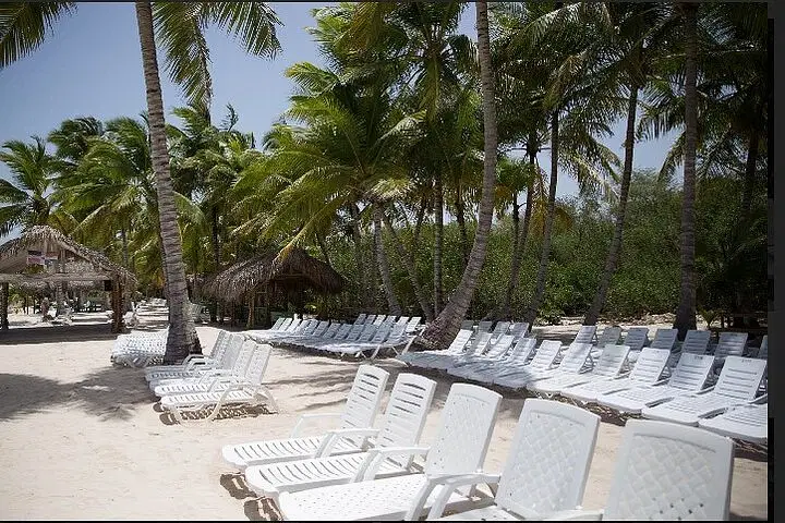 Dozens of empty white lounge chairs line a sandy tropical beach, shaded by tall palm trees. In the background, small thatched huts peek through green foliage. Enjoy this peaceful scene before your best tours with Punta Cana Transfers under a sunny blue sky.