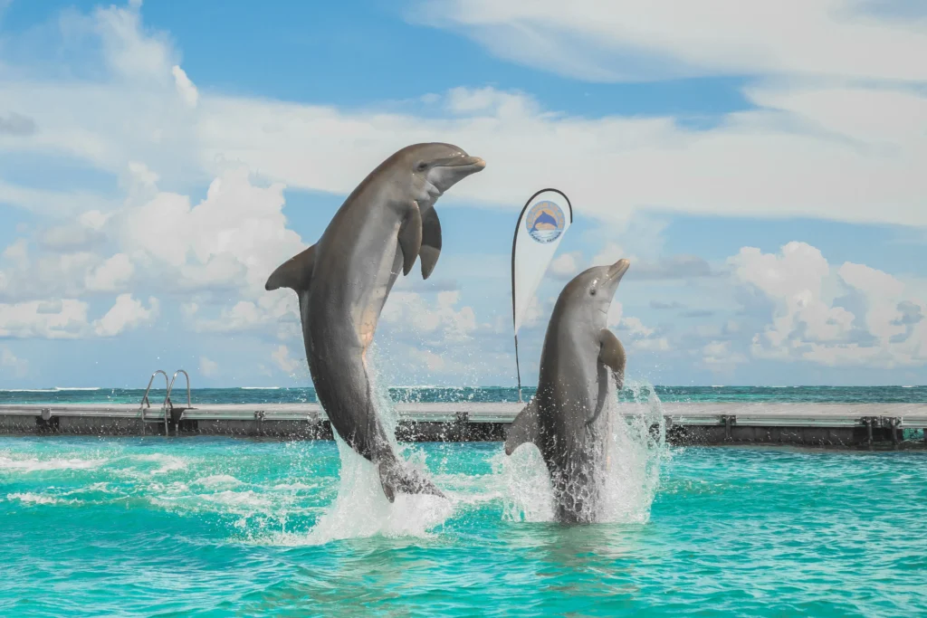 Two dolphins leap from bright turquoise water near a dock under a blue sky. A colorful sign stands in the background, hinting at popular Punta Cana excursions for visitors seeking unforgettable tours in Punta Cana.