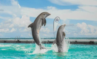 Two dolphins leap from bright turquoise water near a dock under a blue sky. A colorful sign stands in the background, hinting at popular Punta Cana excursions for visitors seeking unforgettable tours in Punta Cana.