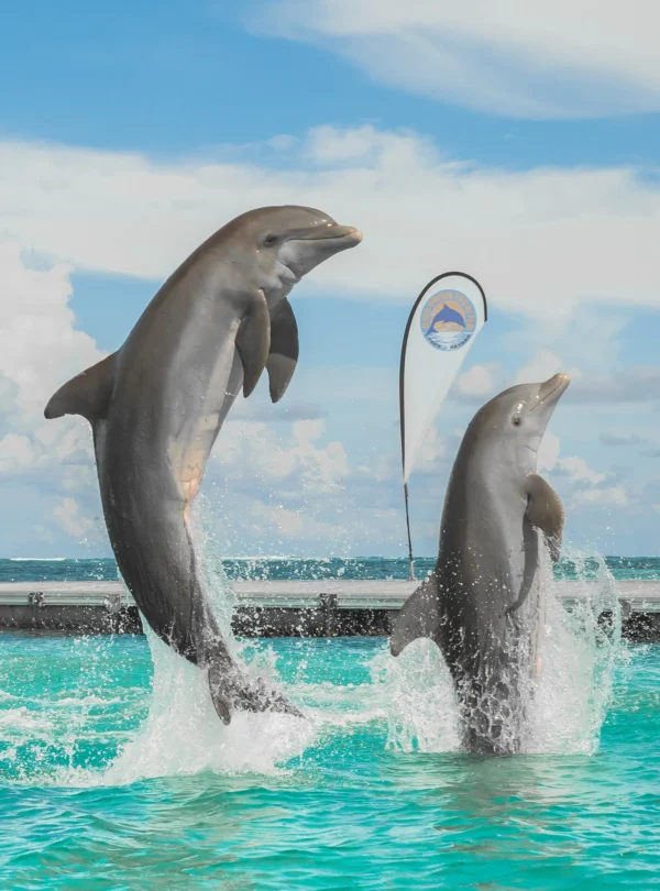 Two dolphins leap from bright turquoise water near a dock under a blue sky. A colorful sign stands in the background, hinting at popular Punta Cana excursions for visitors seeking unforgettable tours in Punta Cana.