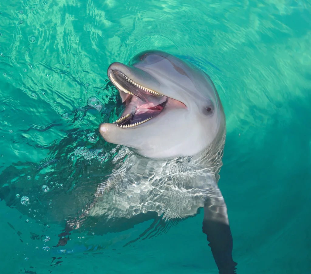 A bottlenose dolphin with its mouth open appears to be smiling as it surfaces in clear, turquoise water during one of the unforgettable Punta Cana excursions. Its smooth gray skin glistens in the sunlight, revealing sharp teeth and a curved jaw.