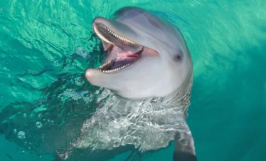 A bottlenose dolphin with its mouth open appears to be smiling as it surfaces in clear, turquoise water during one of the unforgettable Punta Cana excursions. Its smooth gray skin glistens in the sunlight, revealing sharp teeth and a curved jaw.