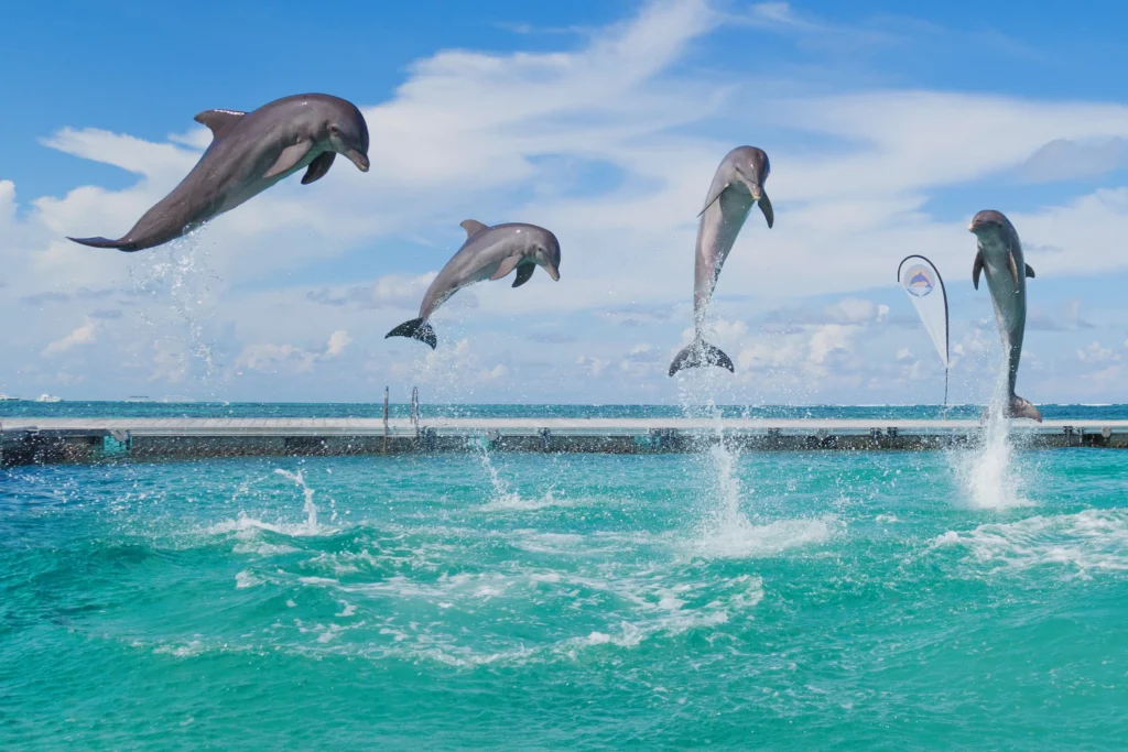 Four dolphins leap out of turquoise water in unison, mid-jump, with splashes beneath each. The ocean stretches into the distance under a blue sky. A dock and small flag hint at the adventures awaiting on Punta Cana tours nearby.