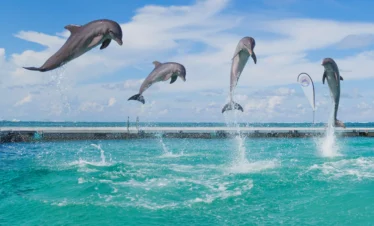 Four dolphins leap out of turquoise water in unison, mid-jump, with splashes beneath each. The ocean stretches into the distance under a blue sky. A dock and small flag hint at the adventures awaiting on Punta Cana tours nearby.