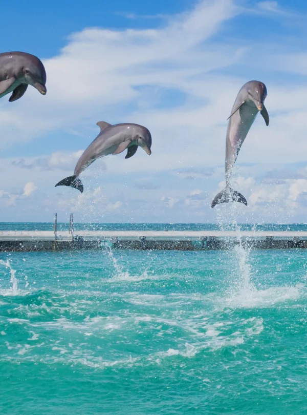 Four dolphins leap out of turquoise water in unison, mid-jump, with splashes beneath each. The ocean stretches into the distance under a blue sky. A dock and small flag hint at the adventures awaiting on Punta Cana tours nearby.