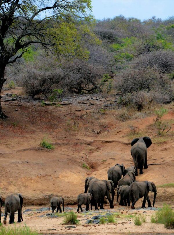 A herd of elephants, including adults and calves, walks across a dry, sandy landscape with scattered trees. Much like the best tours in exotic destinations such as Punta Cana, this scene invites awe as the majestic group heads toward the right side of the image.