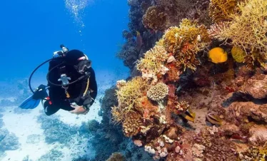 A scuba diver in black gear explores a vibrant coral reef during one of the exciting Punta Cana excursions. Colorful corals and tropical fish surround the diver, with sunlight filtering through clear blue water, showcasing lively marine life.