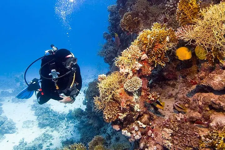 A scuba diver in black gear explores a vibrant coral reef during one of the exciting Punta Cana excursions. Colorful corals and tropical fish surround the diver, with sunlight filtering through clear blue water, showcasing lively marine life.