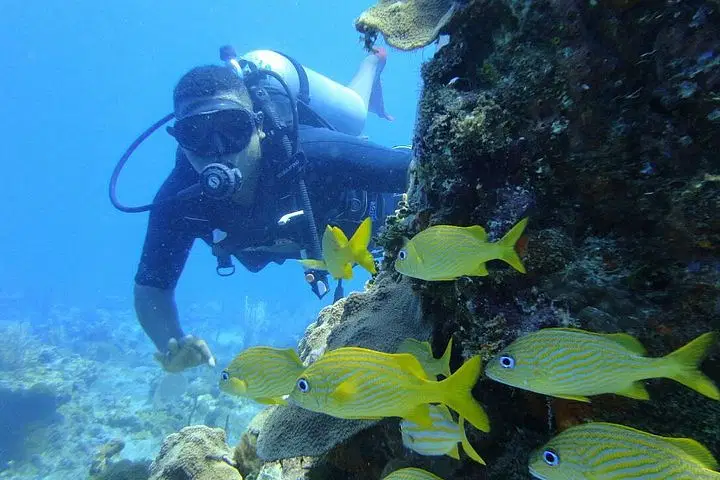 A scuba diver in full gear explores a rocky coral reef as sunlight filters through the clear water. Colorful fish swim nearby, capturing the magic of underwater Punta Cana excursions.