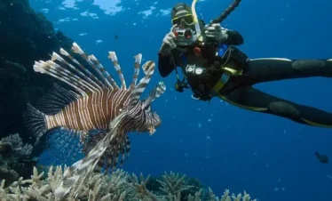 A scuba diver in a wetsuit takes a photo underwater of a large lionfish with long, spiky fins swimming near coral—a stunning sight you might encounter on Punta Cana excursions, where sunlight filters through the blue ocean water.