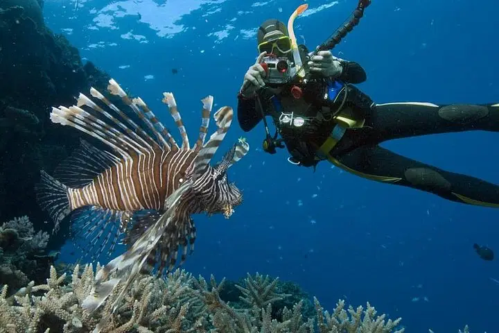 A scuba diver in a wetsuit takes a photo underwater of a large lionfish with long, spiky fins swimming near coral—a stunning sight you might encounter on Punta Cana excursions, where sunlight filters through the blue ocean water.