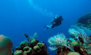A scuba diver swims underwater near colorful coral reefs and sea plants during Punta Cana excursions, surrounded by clear blue water. Bubbles rise from the diver’s tank as vibrant marine life fills the rocky seabed in the foreground and background.