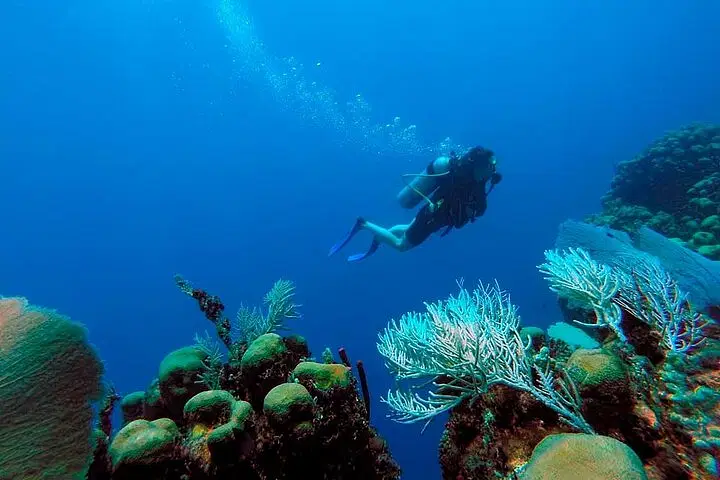 A scuba diver swims underwater near colorful coral reefs and sea plants during Punta Cana excursions, surrounded by clear blue water. Bubbles rise from the diver’s tank as vibrant marine life fills the rocky seabed in the foreground and background.