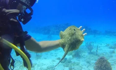 A scuba diver underwater holds a small brown stingray during one of the exciting Punta Cana excursions. The diver’s face is partially visible, with scuba gear and yellow hoses. The sandy ocean floor has rocks, coral, and the water is clear blue.