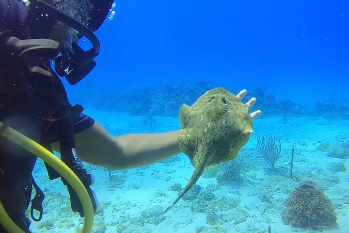 A scuba diver underwater holds a small brown stingray during one of the exciting Punta Cana excursions. The diver’s face is partially visible, with scuba gear and yellow hoses. The sandy ocean floor has rocks, coral, and the water is clear blue.