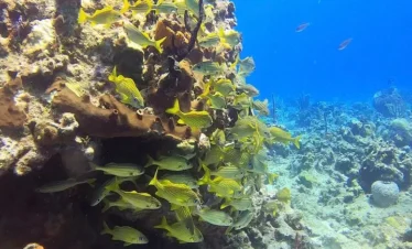A large school of yellow fish with dark stripes swims near a coral reef underwater. Perfect for Punta Cana excursions, the coral displays brown and orange hues, set against clear blue water teeming with marine life and more coral structures.