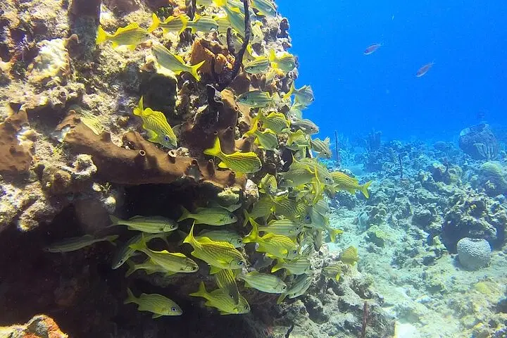 A large school of yellow fish with dark stripes swims near a coral reef underwater. Perfect for Punta Cana excursions, the coral displays brown and orange hues, set against clear blue water teeming with marine life and more coral structures.