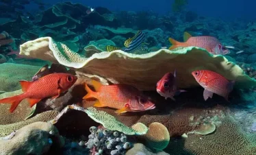 Several bright red fish swim around a large, flat, beige coral in a vibrant underwater scene. Diverse marine life fills the background, capturing the beauty you can experience on punta cana excursions exploring healthy coral reefs.