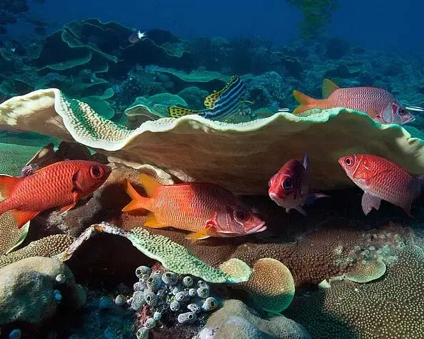Several bright red fish swim around a large, flat, beige coral in a vibrant underwater scene. Diverse marine life fills the background, capturing the beauty you can experience on punta cana excursions exploring healthy coral reefs.