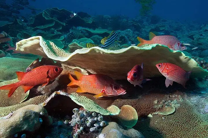 Several bright red fish swim around a large, flat, beige coral in a vibrant underwater scene. Diverse marine life fills the background, capturing the beauty you can experience on punta cana excursions exploring healthy coral reefs.