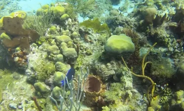 An underwater scene from tours in Punta Cana reveals a colorful coral reef with diverse textures, sponges, and sea plants. A small, bright blue fish swims amid vibrant green, yellow, and brown hues illuminated by sunlight.