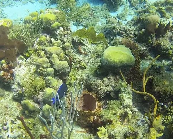 An underwater scene from tours in Punta Cana reveals a colorful coral reef with diverse textures, sponges, and sea plants. A small, bright blue fish swims amid vibrant green, yellow, and brown hues illuminated by sunlight.