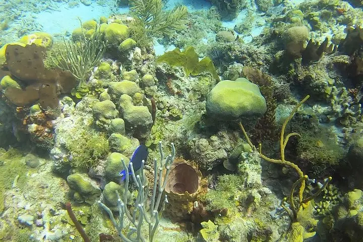 An underwater scene from tours in Punta Cana reveals a colorful coral reef with diverse textures, sponges, and sea plants. A small, bright blue fish swims amid vibrant green, yellow, and brown hues illuminated by sunlight.