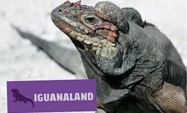 A close-up of a large iguana with rough, textured skin and reddish markings on its head. A purple “IGUANALAND” sign sits in the corner—a unique stop for tours in Punta Cana against a sandy, light background.