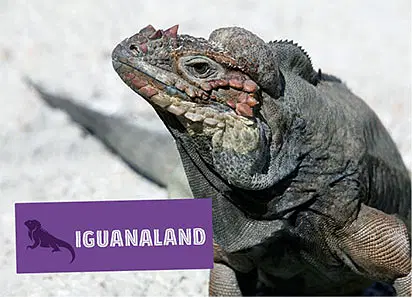 A close-up of a large iguana with rough, textured skin and reddish markings on its head. A purple “IGUANALAND” sign sits in the corner—a unique stop for tours in Punta Cana against a sandy, light background.