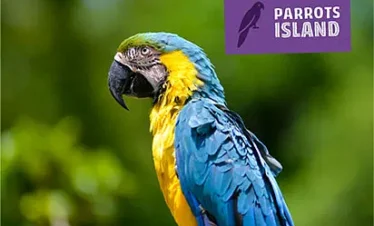 A vibrant blue-and-yellow macaw perches outdoors against a blurred green background. At the top right, a purple sign with a parrot silhouette reads "PARROTS ISLAND"—a must-see during Punta Cana tours—in white capital letters.