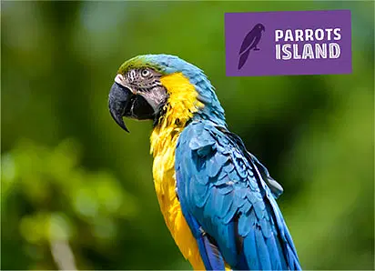 A vibrant blue-and-yellow macaw perches outdoors against a blurred green background. At the top right, a purple sign with a parrot silhouette reads "PARROTS ISLAND"—a must-see during Punta Cana tours—in white capital letters.