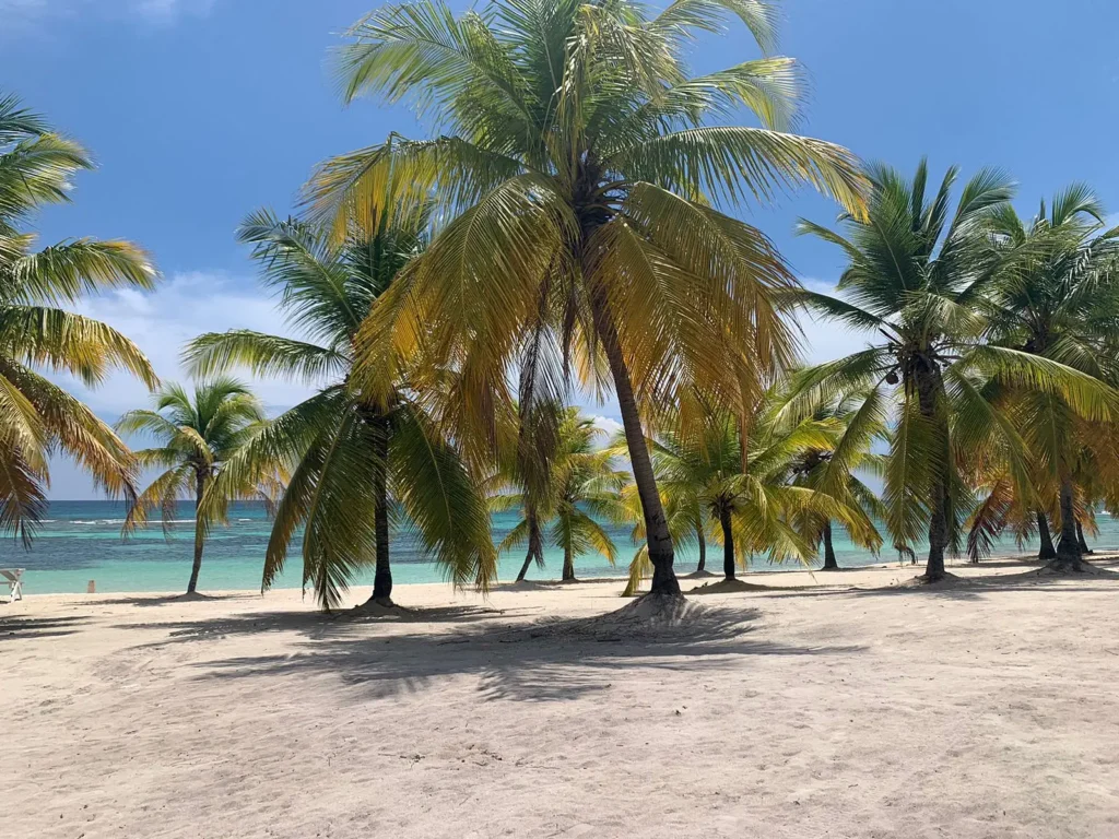 A sunny tropical beach scene on Saona Island, with tall palm trees casting shadows on sandy ground. The turquoise ocean and blue sky in the background evoke the peaceful, inviting vibe of a Saona Island tour.