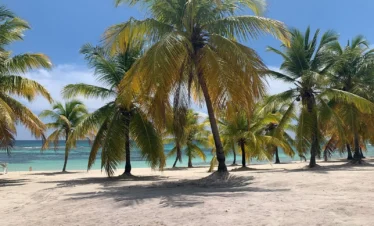 A sunny tropical beach scene on Saona Island, with tall palm trees casting shadows on sandy ground. The turquoise ocean and blue sky in the background evoke the peaceful, inviting vibe of a Saona Island tour.