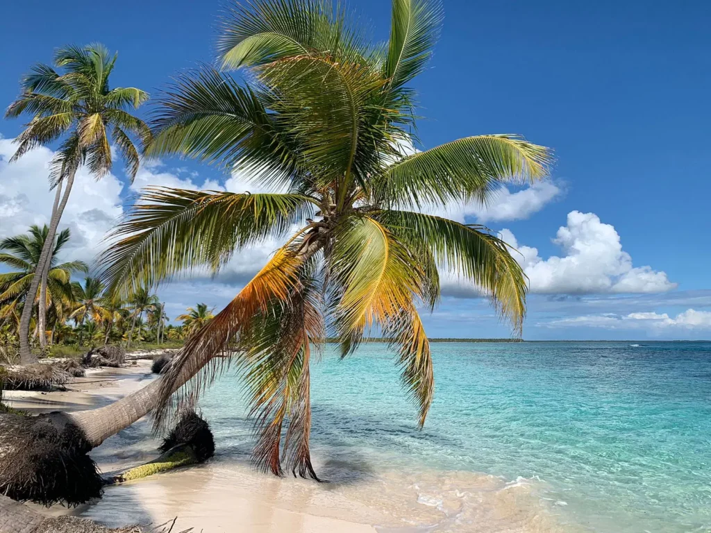 A tropical beach on Saona Island with white sand, turquoise water, and tall palm trees leaning over the shore. The bright blue sky with scattered clouds creates a tranquil, inviting scene—perfect for a Saona Island tour experience.