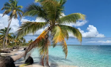 A tropical beach on Saona Island with white sand, turquoise water, and tall palm trees leaning over the shore. The bright blue sky with scattered clouds creates a tranquil, inviting scene—perfect for a Saona Island tour experience.