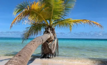 A curved palm tree leans over the white sandy beach of Saona Island toward the turquoise sea under a clear blue sky. The vibrant green and yellow palm fronds extend outward, with small patches of seaweed scattered on the sand in the foreground.