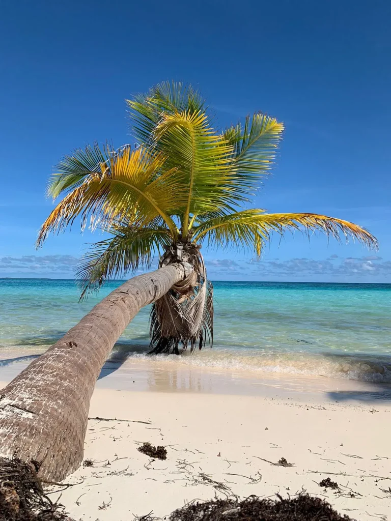A curved palm tree leans over the white sandy beach of Saona Island toward the turquoise sea under a clear blue sky. The vibrant green and yellow palm fronds extend outward, with small patches of seaweed scattered on the sand in the foreground.