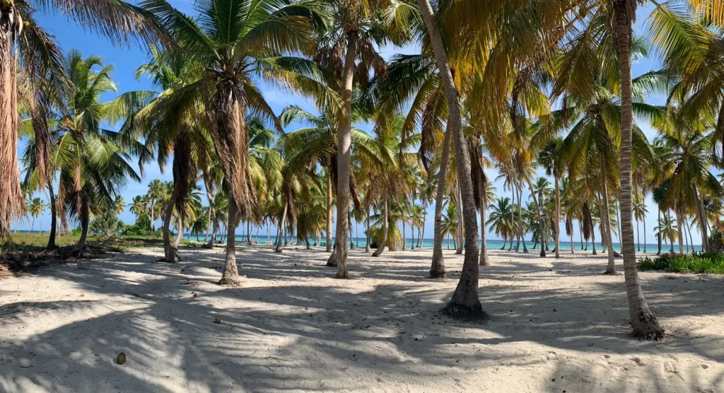 A sunny tropical Saona Island beach with tall palm trees casting shadows on white sand. In the background, turquoise ocean water glistens under a clear blue sky, creating a peaceful and inviting coastal scene.