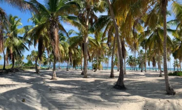 A sunny tropical Saona Island beach with tall palm trees casting shadows on white sand. In the background, turquoise ocean water glistens under a clear blue sky, creating a peaceful and inviting coastal scene.