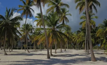 A sunny tropical beach scene on Saona Island with tall palm trees scattered across white sand. Green shrubs line the background, and a few thatched-roof buildings peek through. The sky above this Saona Island tour is blue with some clouds.