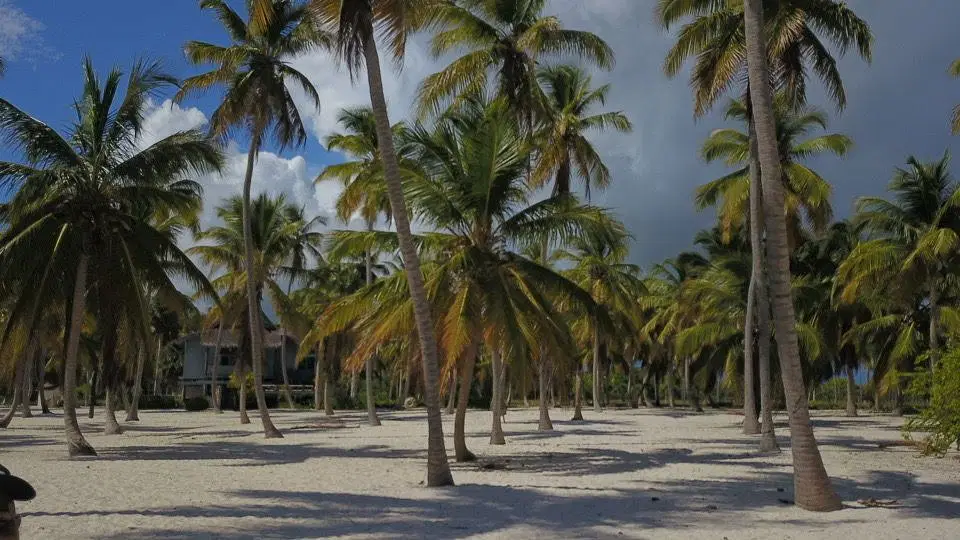 A sunny tropical beach scene on Saona Island with tall palm trees scattered across white sand. Green shrubs line the background, and a few thatched-roof buildings peek through. The sky above this Saona Island tour is blue with some clouds.